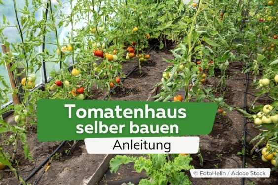 Tomatenhaus selber bauen