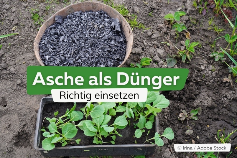 Asche als Dünger richtig einsetzen