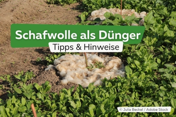 Mit Schafwolle im Garten düngen: das ist zu beachten