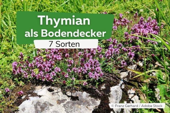 Thymian als Bodendecker: 7 niedrige Sorten