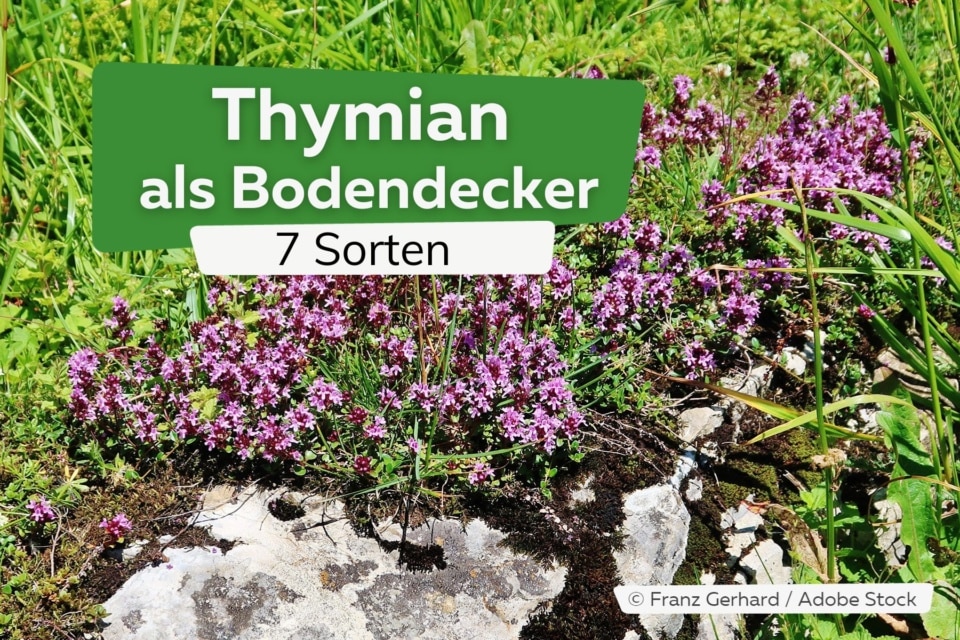30000+ Stck Roter Kriechender Thymian  Winterharter Bodendecker Mehrjhrig