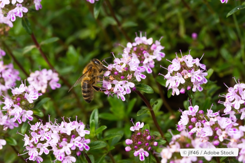 Thymus Herba Barona
