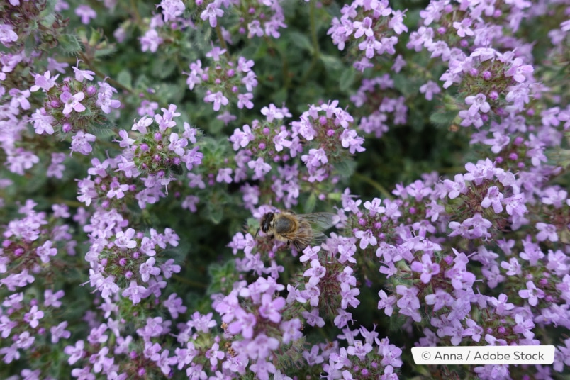 Thymus praecox