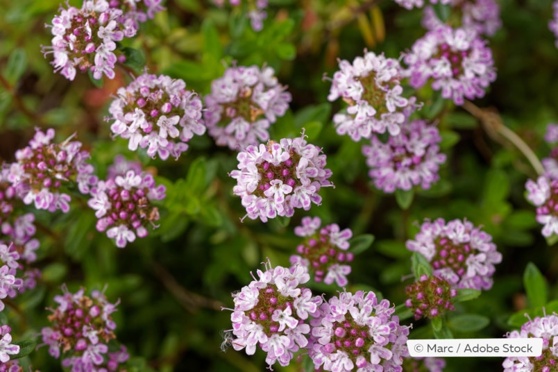 Thymus serpyllum