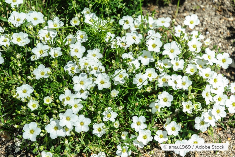 Bergsandblume (Arenaria montana)