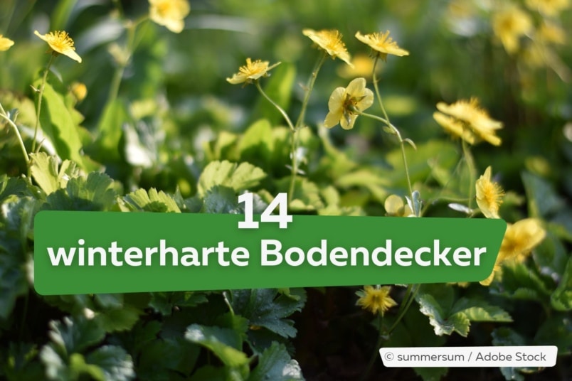 Bodendecker: 14 winterharte Dauerblüher