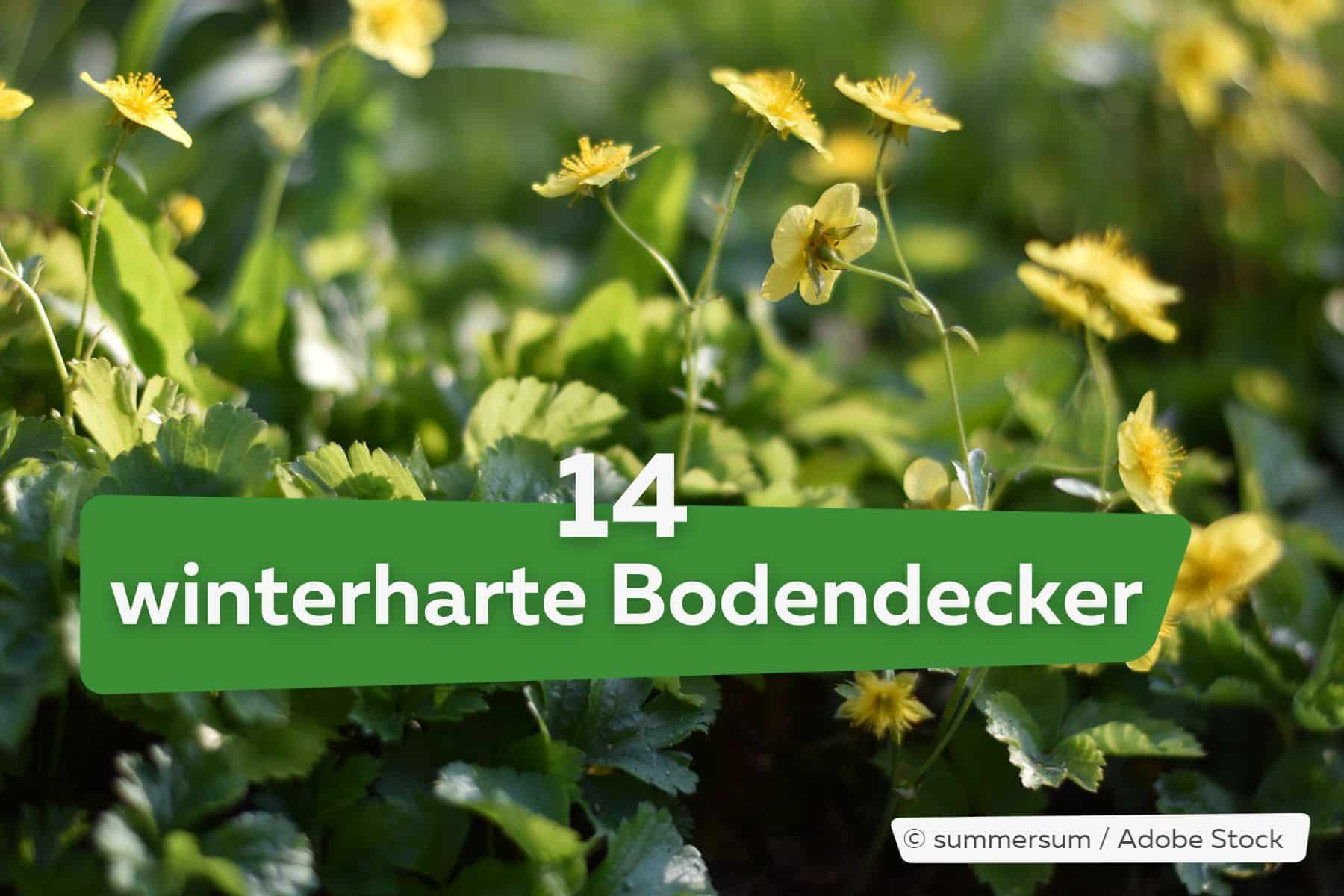 Bodendecker: 14 winterharte Dauerblüher