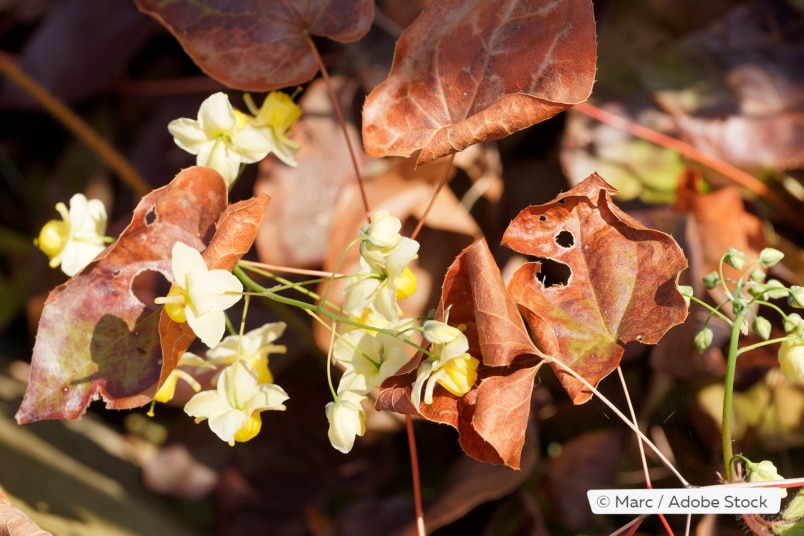 Elfenblume (Epimedium x perralchicum)