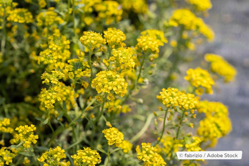 Felsensteinkraut (Alyssum montanum)