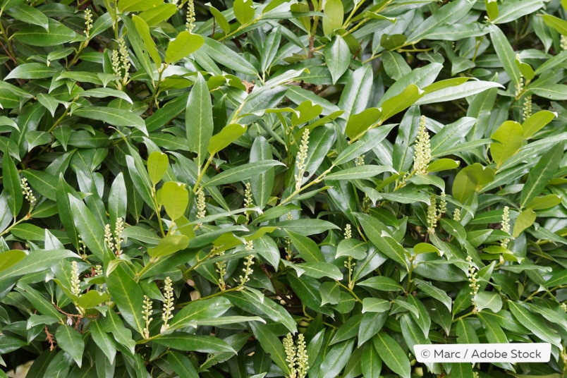 Kirschlorbeer (Prunus laurocerasus)