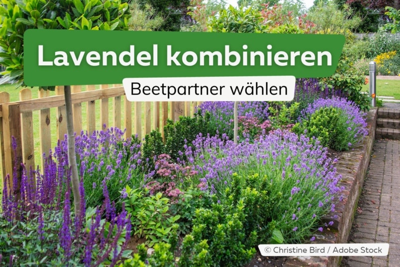 Lavendel kombinieren: gute Beetpartner & schlechte Nachbarn