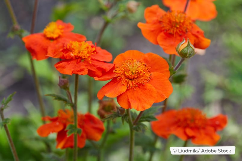 Nelkenwurz (Geum coccineum)