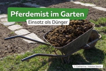 Pferdemist im Garten als Dünger einsetzen