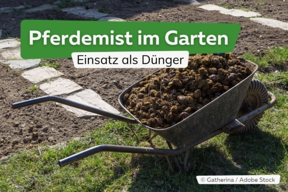Pferdemist im Garten als Dünger einsetzen