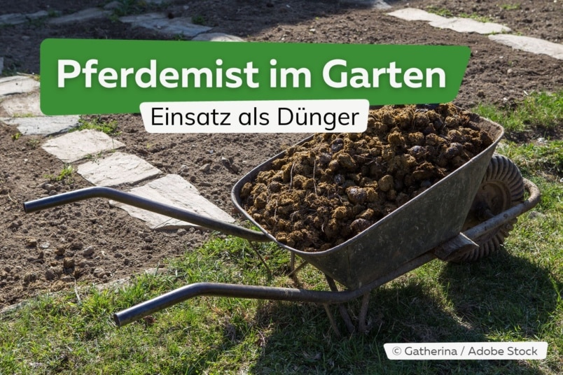 Pferdemist im Garten als Dünger einsetzen