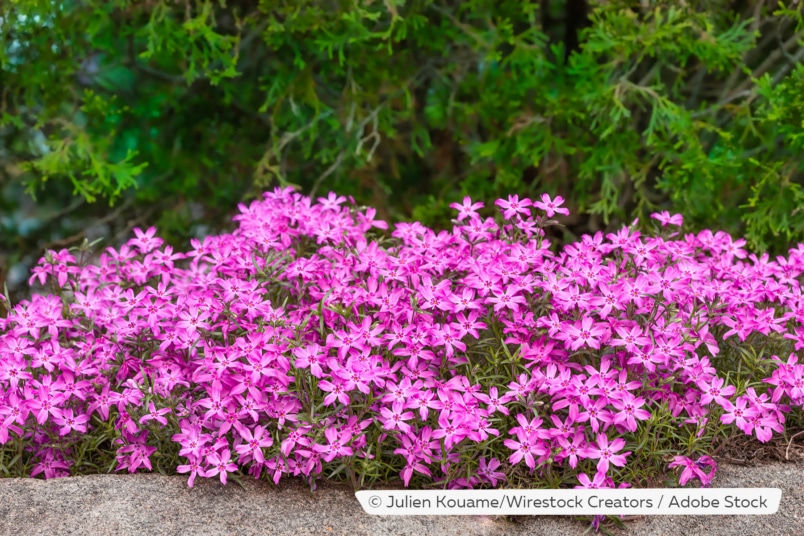 Polsterphlox (Phlox subulata)