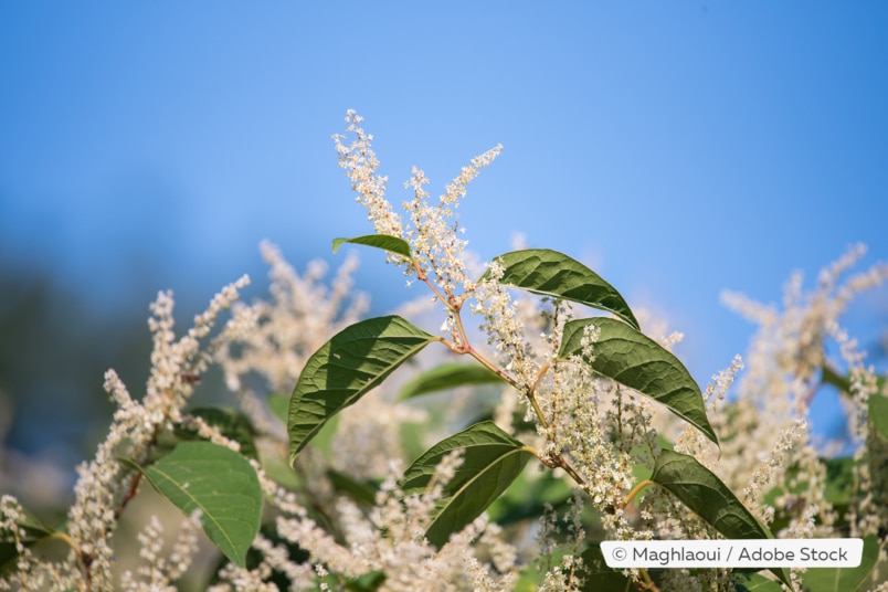 Blüten des Portugiesischen Kirschlorbeer