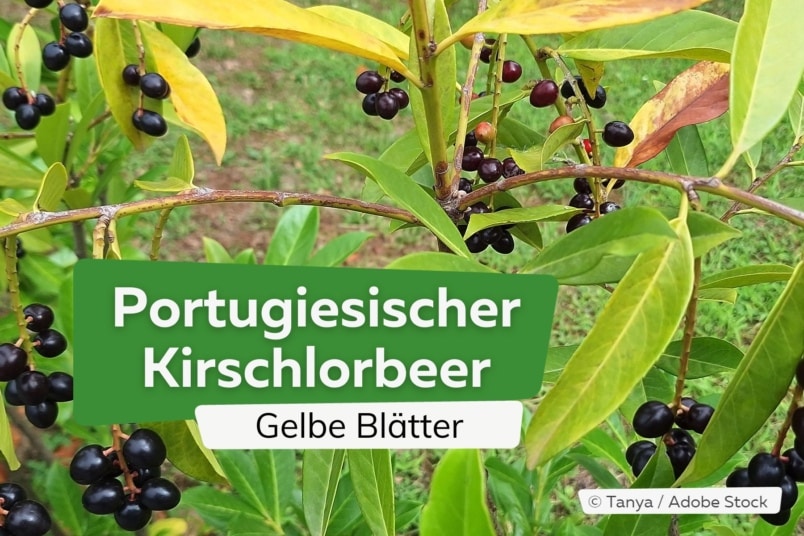 Portugiesischer Kirschlorbeer bekommt gelbe Blätter