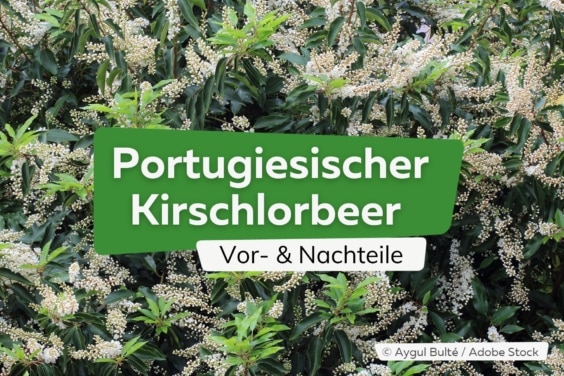 Portugiesischer Kirschlorbeer: Vor- und Nachteile