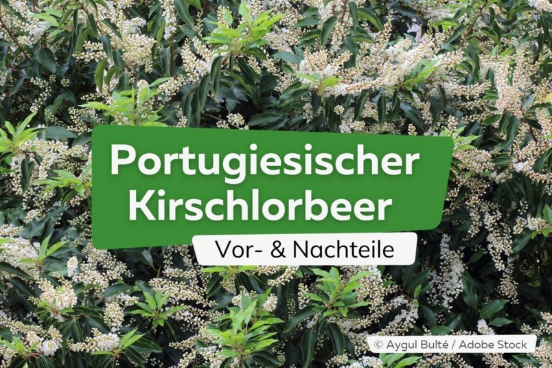 Portugiesischer Kirschlorbeer: Vor- und Nachteile