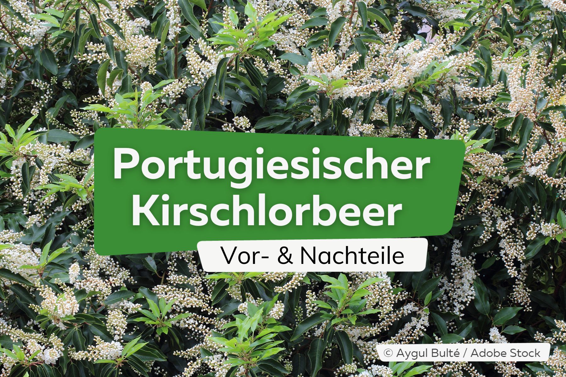 Portugiesischer Kirschlorbeer: Vor- und Nachteile