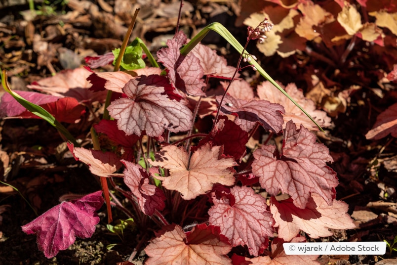 Purpurglöckchen (Heuchera villosa)