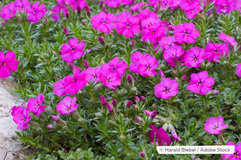 Teppich-Flammenblume (Phlox douglasii)