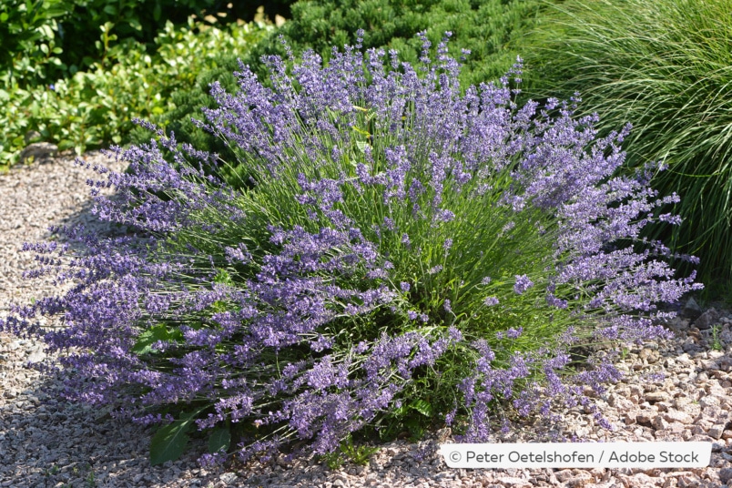 Lavendel (Lavandula angustifolia)