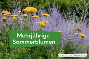Mehrjährige Sommerblumen, die den ganzen Sommer blühen