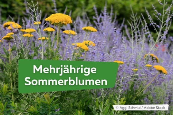 Mehrjährige Sommerblumen, die den ganzen Sommer blühen