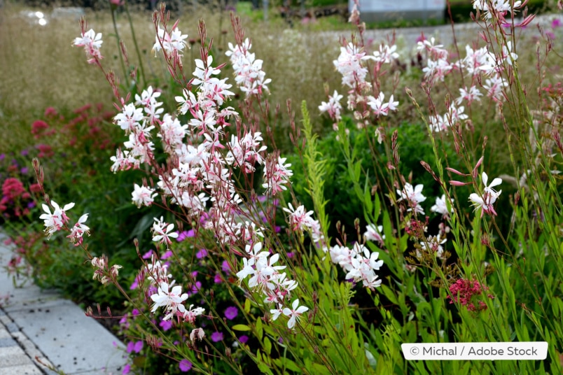 Prachtkerze (Gaura lindheimeri)