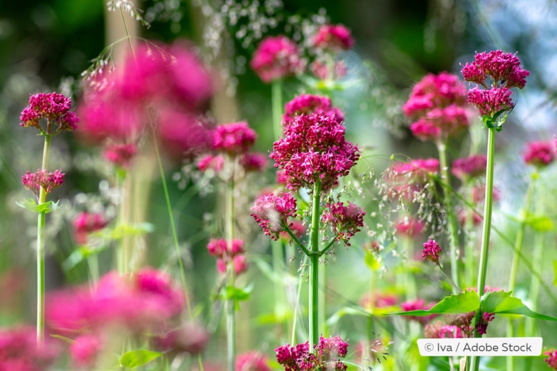 Spornblume (Centranthus ruber)