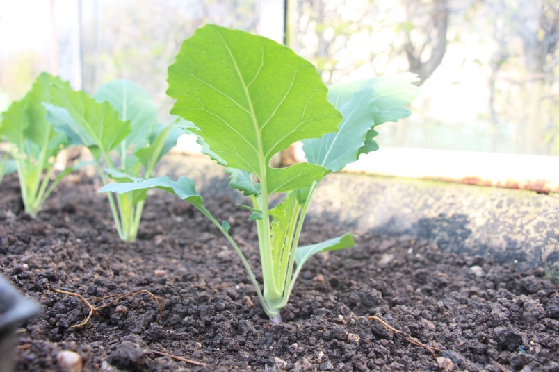 Frisches Gartengemüse im Winter - Junger Kohlrabi im Gewächshaus